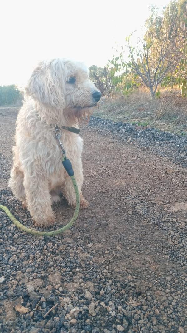 Fluffly, un barbonicino tenerissimo Foto 2